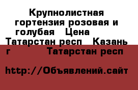 Крупнолистная гортензия розовая и голубая › Цена ­ 210 - Татарстан респ., Казань г.  »    . Татарстан респ.